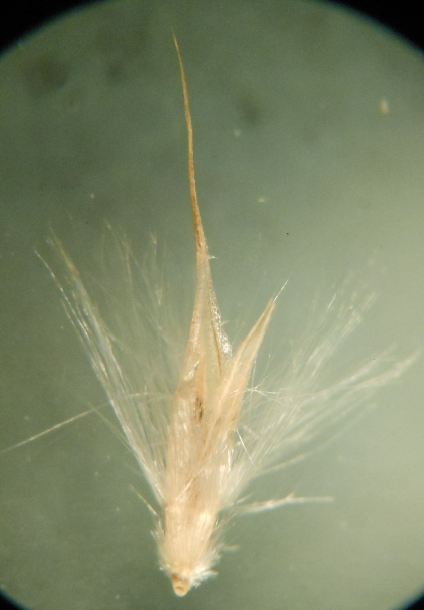 Arundo donaciformis (Loisel.) Hardion, Verlaque & B. Vila